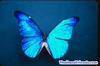 Butterflyman